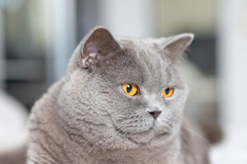Portrait of lying gray cat with orange eyes close-up. British blue Shorthair cat. Selective focus.