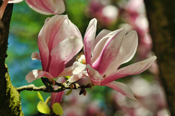 Obraz premium Magnolia flowers