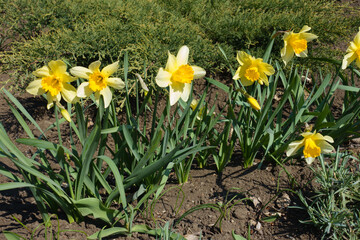 Obraz premium Narcissuses with bright yellow flowers in April