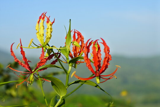 Flame lily flower blooming in nature with a blurred mountain landscape background