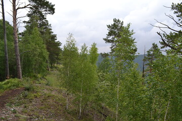 forest and sky