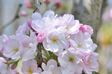 Blossom of cherry tree