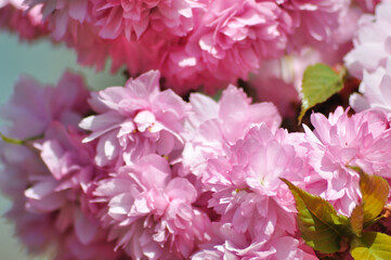 Blossom of cherry tree
