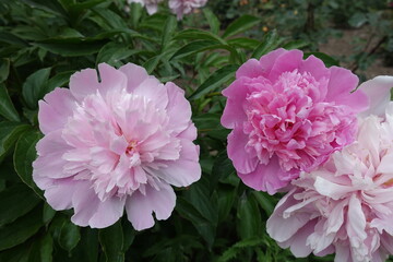 Flowers of common peonies in shades of pink