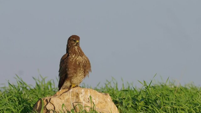 Common buzzard perched on Rock in the field during the acute period in Israel