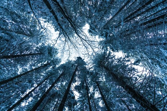 Looking Ou In Winter Pine Forest.