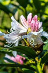 Rhododendren