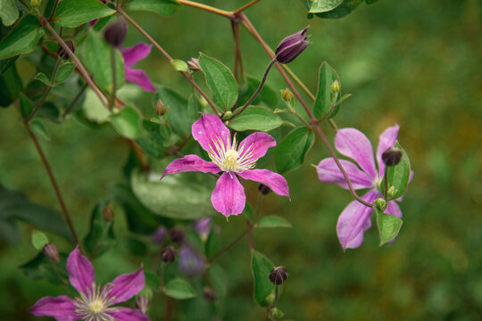 Clematis integrifolia 'Juuli'. Purple flowers on a green background