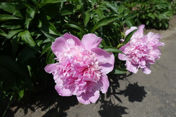Heavy two pink flowers of peonies in mid May