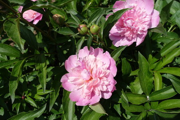 Large pink flowers of peony in mid May