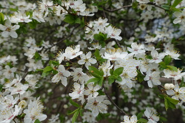 Emergent green leaves and white flowers of plum tree in April
