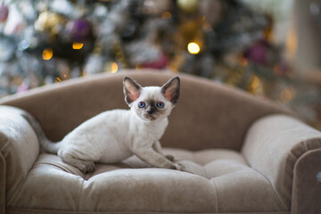 white kitten Devonrex with blue eyes sits on the sofa, in the background there is a Christmas tree