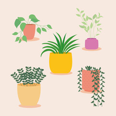 decorative plants in colorful pots, colorful design