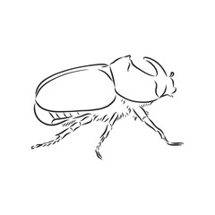 beetle rhinoceros drawing in style engraving sketch vector. rhino beetle vector sketch illustration