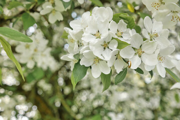 Spring time. Apple tree blossoming