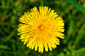dandelion in the grass