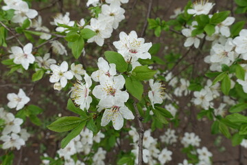 Fresh green leaves and white flowers of plum tree in April