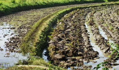 Agricultural landscape of muddy paddy field prepared for planting © yasidakbar