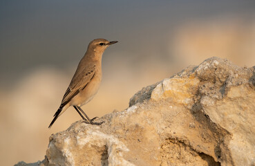 Isabelline Wheatear on rock at Busaiteen coast of Bahrain