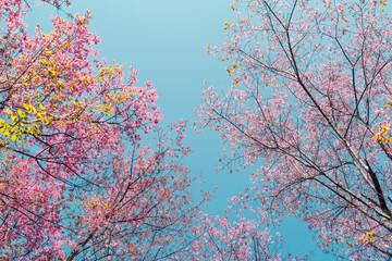 Cherry Blossoms, flowers of a cherry pink blossom tree
