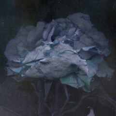 Dark Wilted Beautiful Rose Underwater Art Illustration. Night Flower Close Up Decadence Beautiful Rose Image, Gothic Romantic Wallpaper.  - 406990369