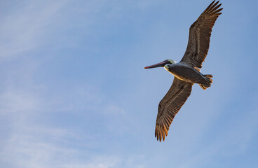 Brown pelicans at Boynton Beach Inlet