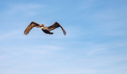 Brown pelicans at Boynton Beach Inlet