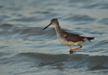 A portrait of a Redshank at Busiateen coast, Bahrain