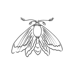 hand drawn, sketch, cartoon illustration of moth. moth moth vector sketch illustration