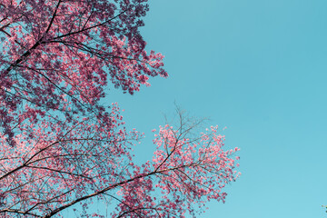 Cherry Blossoms, flowers of a cherry pink blossom tree