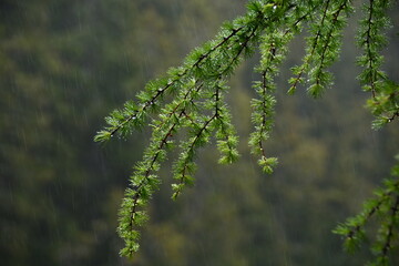 close up of a larch branch with raindrops in the background