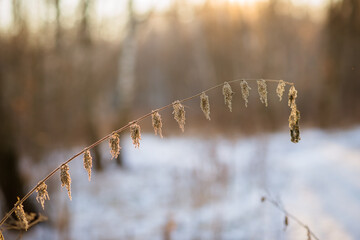 branch of dried nettles on a sunny winter day