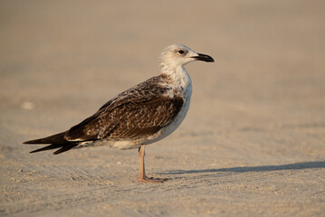 Juvenile Lesser Black-backed Gull at Busaiteen coast, Bahrain