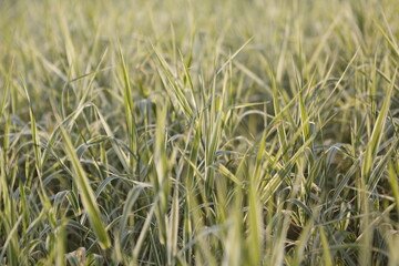 The grass close up