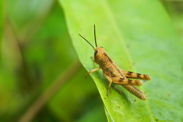 brown grasshopper perched on the green leaves