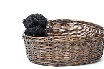 Black toy poodle puppy on hand