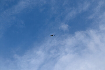 bird in the sky