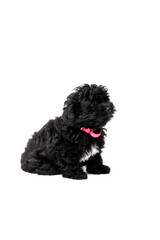 Black toy poodle puppy on hand