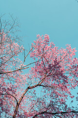Cherry Blossoms, flowers of a cherry pink blossom tree