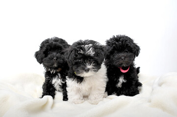 Black toy poodle puppy on hand