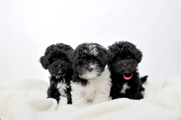 Black toy poodle puppy on hand