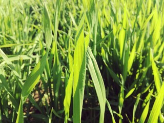 dav Green nature in the Kingdom of Morocco