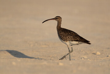 A portrait of a Bar-tailed Godwit at Busiateen coast of Bahrain