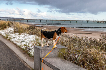 Beagle