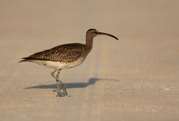 A Bar-tailed Godwit in the sands of Busiateen coast of Bahrain