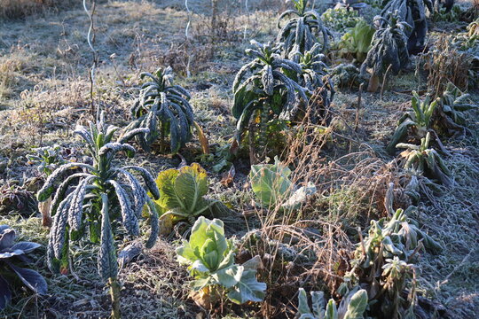 Wintergem&uuml;sebeet Rauhreif