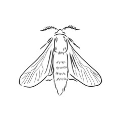 hand drawn, sketch, cartoon illustration of moth. moth moth vector sketch illustration