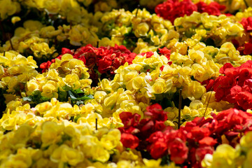 yellow and red tulips