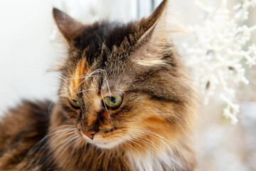 Adorable cat at the window .
