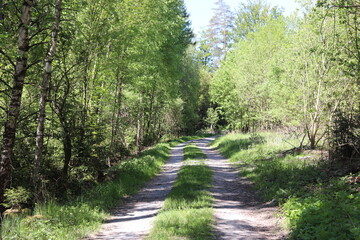 Fototapeta na wymiar Waldweg Sommertag Sonne im Frühling Frühlingssonne Wald